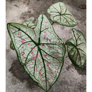 Caladium Plants-New Ready Stock-Pokok Keladi-New RASPBERRY USA