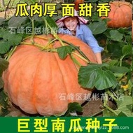 特大南瓜種子大南瓜種子籽新品種觀賞食用四季春秋蔬菜種子蔬菜籽