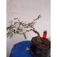 bonsai putri malu