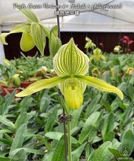 Paph.Makulii ×  Paph.philippinense ขนาดกระถาง 2 นิ้ว