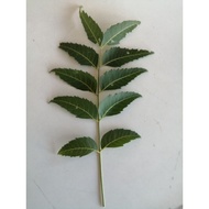 Daun Mambu., Neem Leaf, organic
