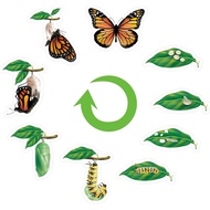 9 Pcs Magnetic Butterfly Life Cycle Toys for Kid Caterpillar to Monarch Butterfly Growth Cycle Toy I