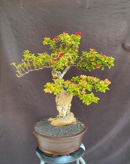 Bibit bonsai bugenvil singapur / tanaman hias bugenvil singapur