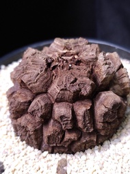 南非龜甲龍   5.4cm   連 花盆 塊根 植物 盆栽 Plant  caudex 非象牙宮【實拍。只此一盆】 👑 9年老店