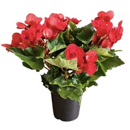 Begonia Rose Varying Colours Flowering House Home Indoor Potted Plant Landscaping Gardening