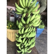 หน่อกล้วยเล็บมือนาง พันธุ์แท้จากชุมพร หน่อละ25 สั่งขั้นต่ำ 2หน่อค่ะ -MMJJ shop