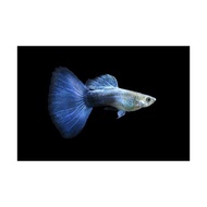 Live Blue Moscow Guppy Fish  GRADE A MALE ONLY 1.5 -2.5 inch
