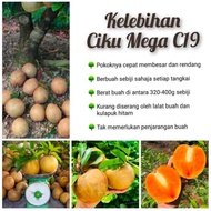 benih pokok ciku mega