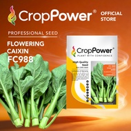 (50 GRAM) Biji Benih Sawi Bunga Great Asia FC988 大中华 CROP POWER F1 HYBRID Flowering Caixin Seeds 菜心花