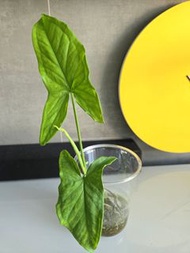 薄荷斑葉合果芋 植物 盆栽