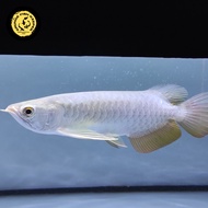 Ikan Arwana/Arowana Golden Red -+25 cm