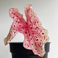 Caladium USA/Moonlight/Miss muffet/ brandywine/ heart desire/Caladium Rare Species/Pokok keladi/彩叶芋