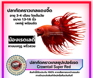 ปลากัดคาเทล หางมงกุฏ สีแดง พร้อมรัด แช็งแรง เพศชาย สวยงาม รับประกันการขนส่ง
