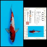 Dijual Ikan Koi Import  Rumah Koi Jakarta  kode 003 Limited