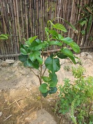 Young Mulberry Plant 桑樹苗