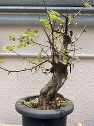Commiphora  mildbraedtii 扭力橄欖 扭距橄欖 米爾德沒藥