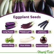 spot seedsEggplant Seeds Long Purple Talong Warhawk F1 Ilocano Bilog White Eggplant Fortuner F1 ABVD