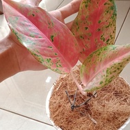 Tanaman Hias Aglonema Big Roy - Aglonema Big Roy