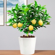 Lemon potted tree / potted plants / Citrus lemon – green plant.