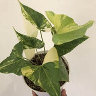 anthurium pterodactyl variegata