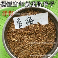 批发当年新采香椿种子 红油香椿种子 可食用 香椿净种 发芽率高现货 CYVB