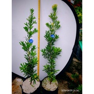 黄金钻罗汉松 原生苗 Podocarpus Bonsai Plant