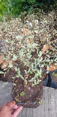 Variegated African Talisay