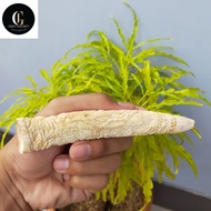 Pipa rokok once taring duyung ukir naga original IN 137
