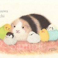 A4 我們永遠在一起 天竺鼠 虎皮鸚鵡 長尾小鸚鵡雀小鳥 日本山雀 野鳥 麻雀