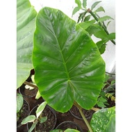 Keladi Telinga Gajah