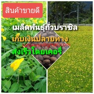 เมล็ดพันธุ์ถั่วบราซิล (บรรจุ500เมล็ด) ตกแต่งสวน  ตกแต่งสนามหญ้า ตกแต่งริมระเบียง