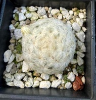 軟毛 白星 仙人掌 多肉植物 觀賞綠化植物 室內植物 觀葉植物 室外植物