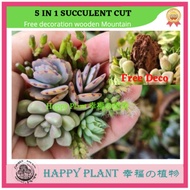 Plant succulent cut 5+2 without root for open terrarium  miniature without root