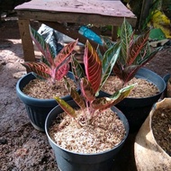 Jual tanaman aglonema red sumatra tanaman aglonema red sumatra Murah