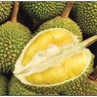 BAJA DURIAN MUSANG KING D24 101 DLL FERTILIZER FOR DURIAN PACK MINI 1KG