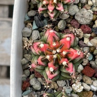 Red multi sow about 4.5 cm with beautiful smudges
