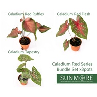 Sunmore | Caladium Red Series Bundle Set x3pot (C.Red Ruffles / C.Tapestry / C.Red Flash) Set Keladi Merah