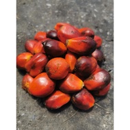 Buah KELAPA SAWIT(Oil Palm Kernel) biji sawit 1kg