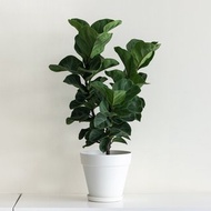 Fiddle 琴葉榕大型室內植栽_荷蘭設計極簡霧面盆