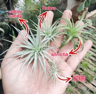 tanaman hias tillandsia paket 4 jenis