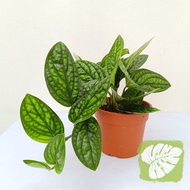 Monstera Peru Monstera karstenianum IOB