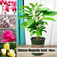 【ขายเมล็ดพันธุ์ ห่อละ 30 เมล็ด】แมกโนเลีย Chinese Magnolia Flower Seeds Easy-growing บอนสีหายากไทย ต้นไม้มงคลสวยๆ ดอกไม้ เมล็ดพันธุ์ บอนสี บอลสีชนิดต่างๆ บอนสีหายาก ต้นไม้ฟอกอากาศ Plants Seed เมล็ดบอนสี กล้วยด่าง บอนสีสวยๆหายาก เมล็ดดอกไม้ ของแต่งบ้าน