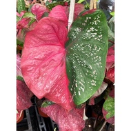 MC - CALADIUM RED BERET | Live Plant