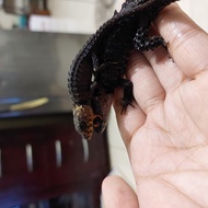 crocodile skink kadal duri