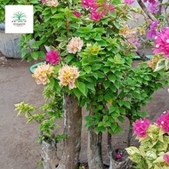 Bunga bougenville spesial batang besar 3warna,cocok untuk hiasan rumah