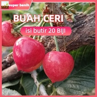 repack fress benih (20 Biji) Benih Bibit Biji - Buah Plum Ceri Merah / Prem Ceri / Red Cherry Plum F