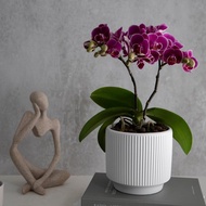 【蘭花盆栽】小金鑽 蝴蝶蘭盆栽 開幕送禮 升遷 母親節禮物