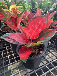 ต้นสุขสมใจปอง ราขาไม้ประดับ  Aglaonema ต้นอัญมณีแดง จัดส่งพร้อมกระถางชำ 8  ใบสีแดงสวยดุจอัญมณีสีแดง 