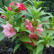 10 Biji Benih - Mix Colour Bunga Keembong 混色凤仙花