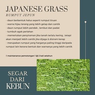 AJIGRASS RUMPUT HIDUP JAPANESE GRASS